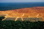 Rainforest depletion